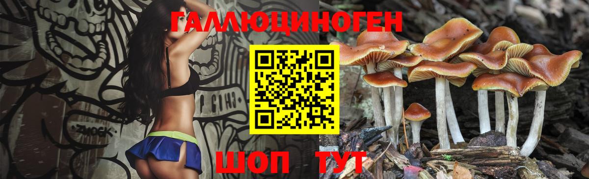 Псилоцибиновые грибы Psilocybe Каменск-Уральский